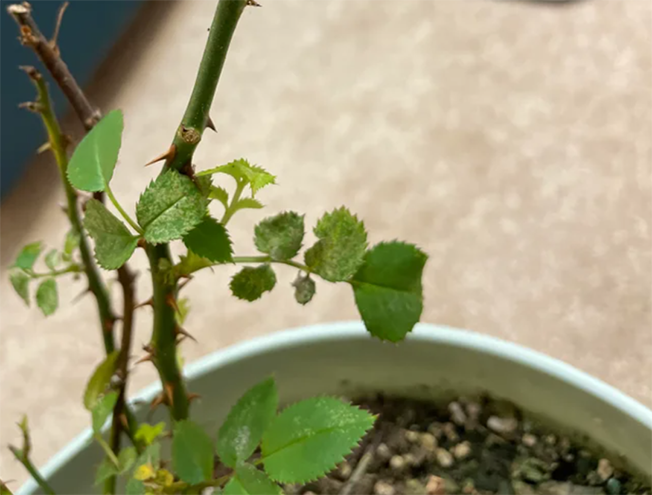 2022111816687374191010193753.png 微信圖片_20221118100150.png